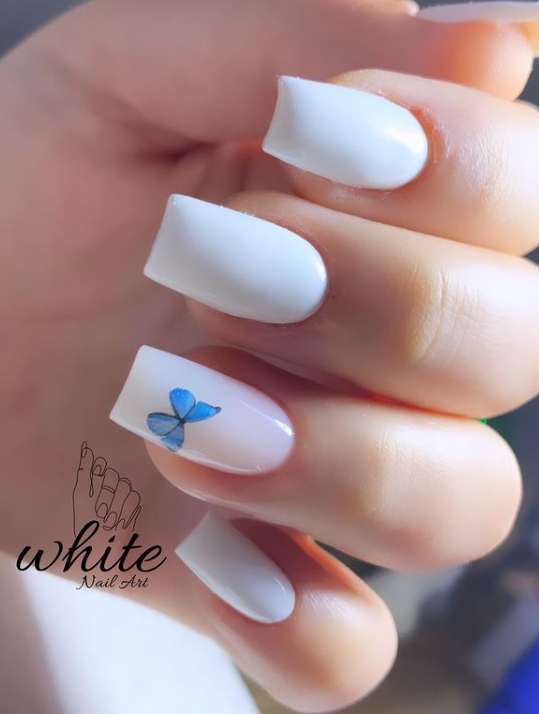 White Bue Butterfly